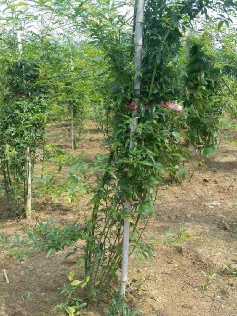 木香苗