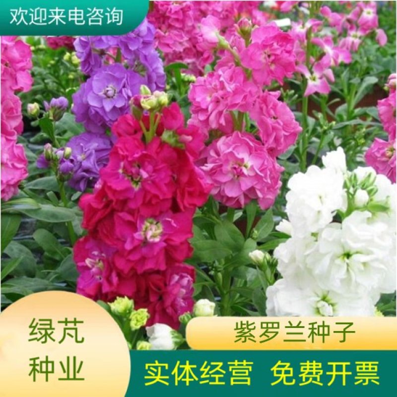 紫罗兰种子花种子园林绿化盆栽四季种易种易活草花卉种子