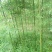 耐寒竹子