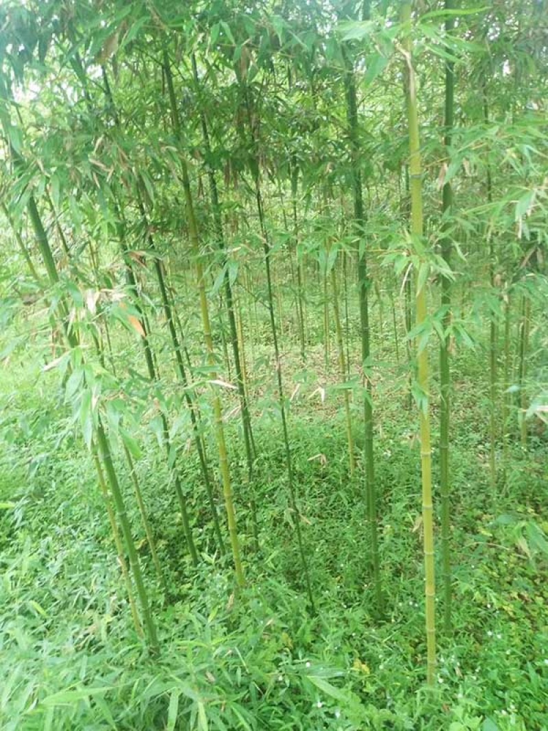 耐寒竹子