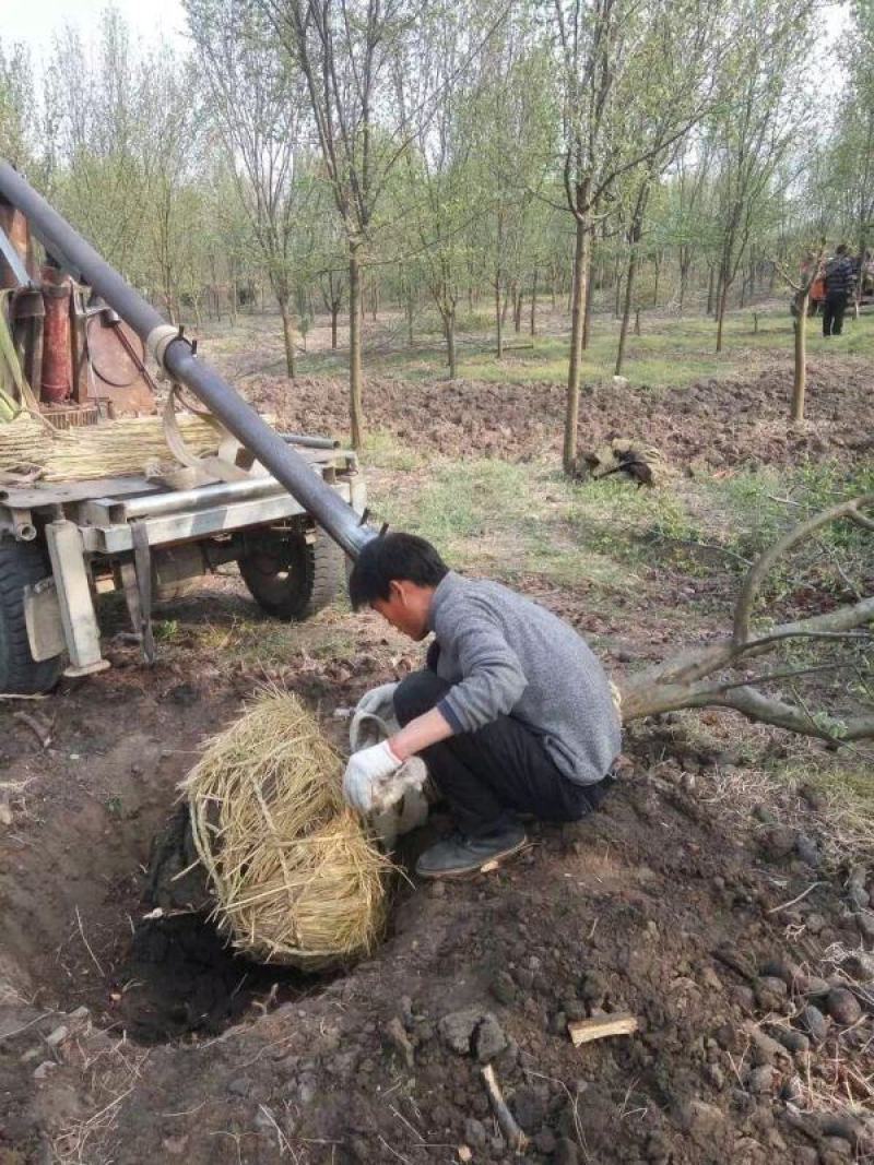 木瓜树
