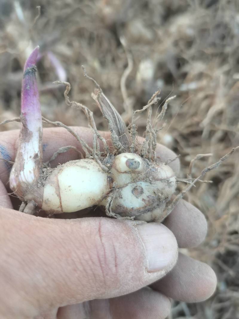 三叉白芨种苗白芨块茎，包教技术上门指导