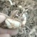 三叉白芨种苗白芨块茎，包教技术上门指导