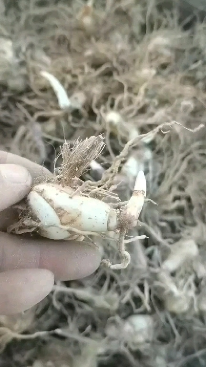 三叉白芨种苗白芨块茎，包教技术上门指导
