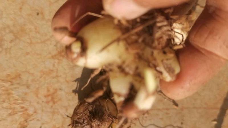三叉白芨种苗白芨块茎，包教技术上门指导