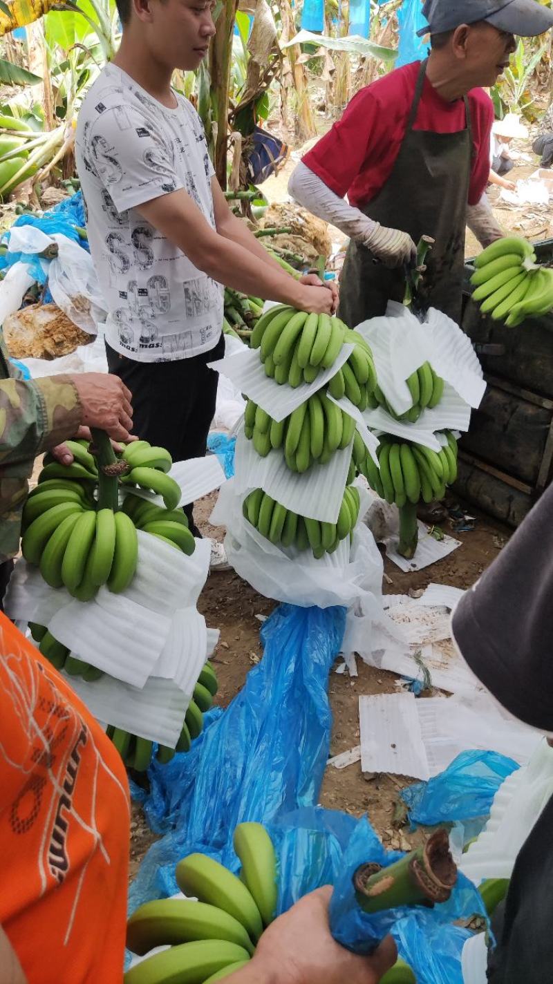 香蕉