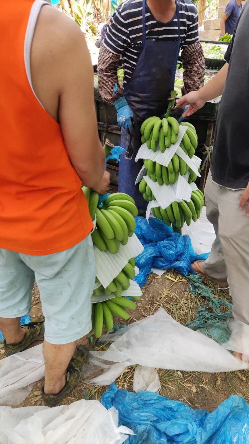 香蕉