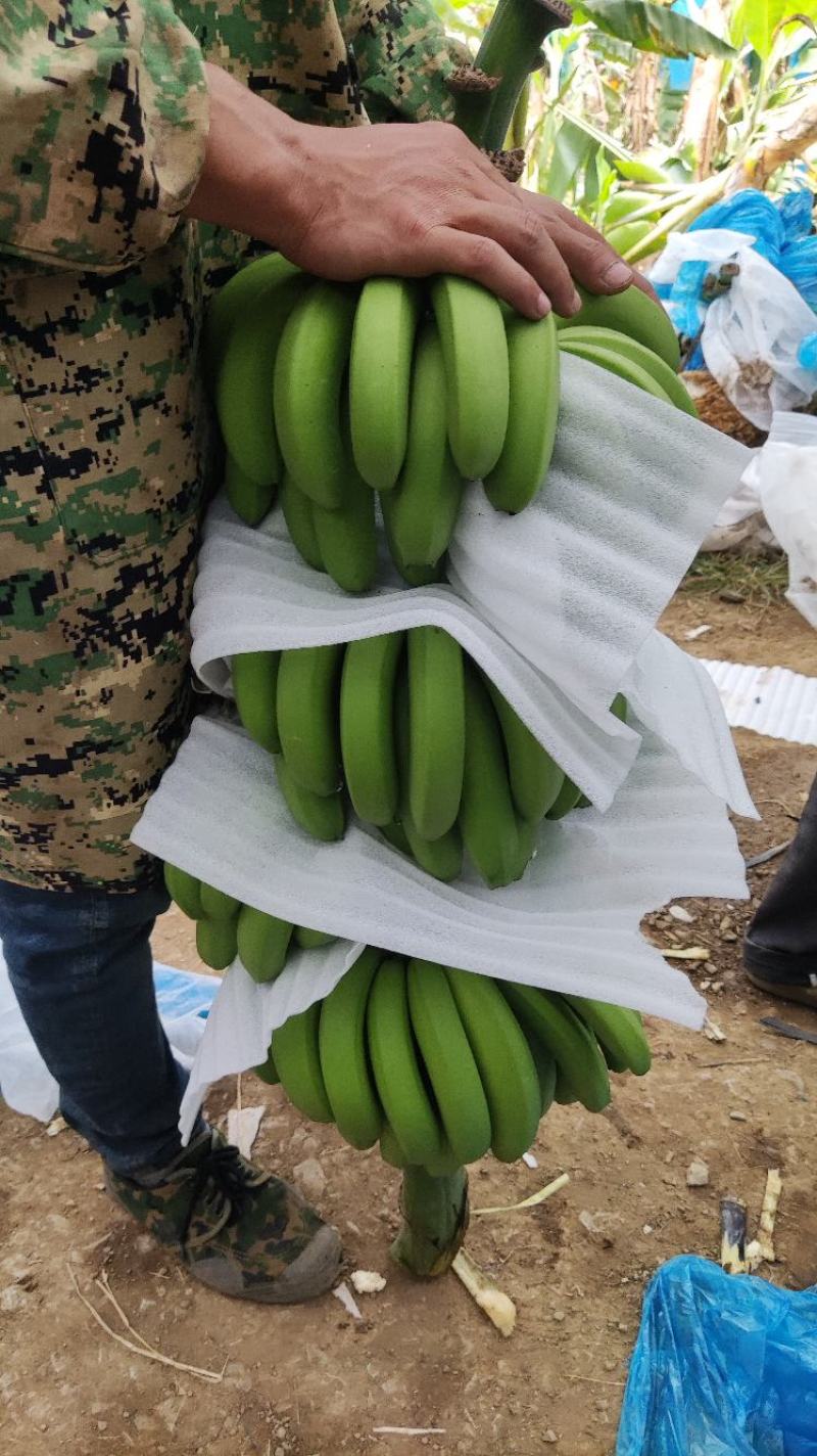 香蕉