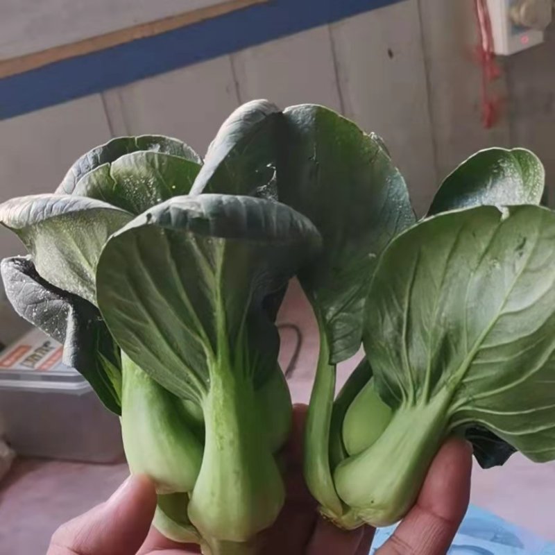 精品甘蓝大量上市中，现要现摘，质量好，各种包装自适