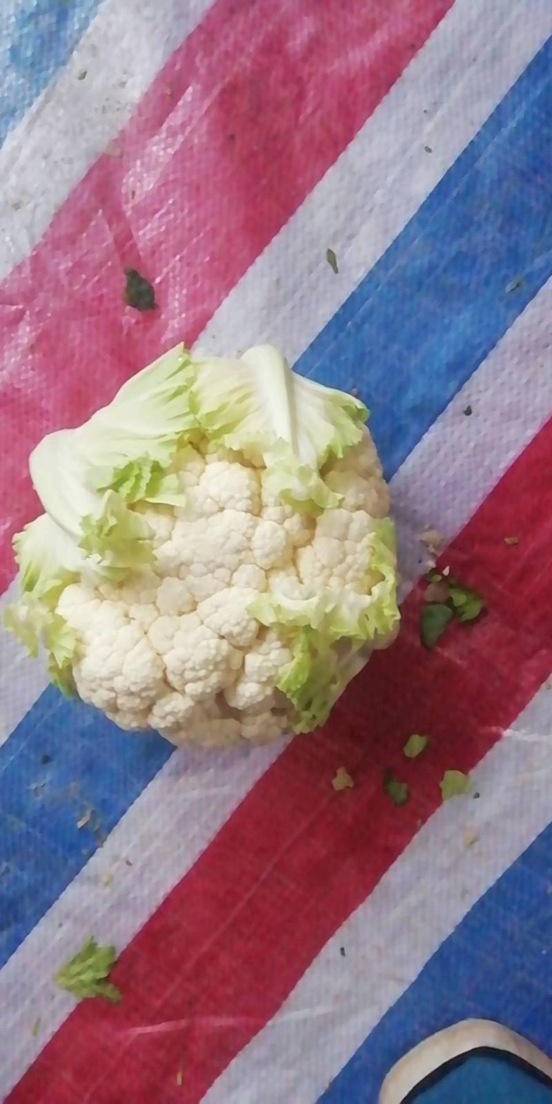 精品甘蓝大量上市中，现要现摘，质量好，各种包装自适