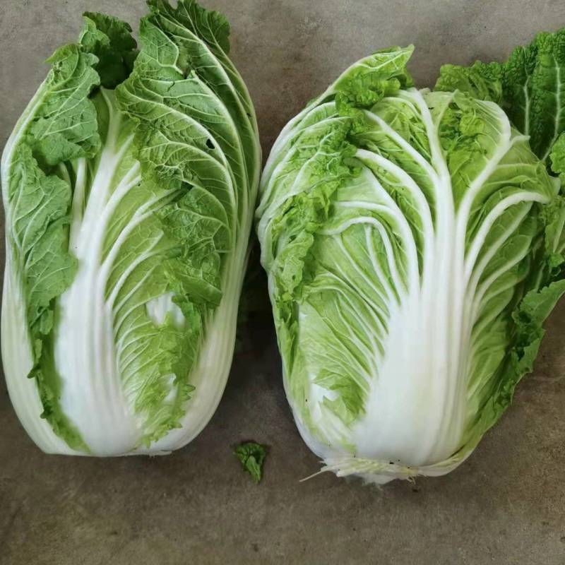 精品甘蓝大量上市中，现要现摘，质量好，各种包装自适