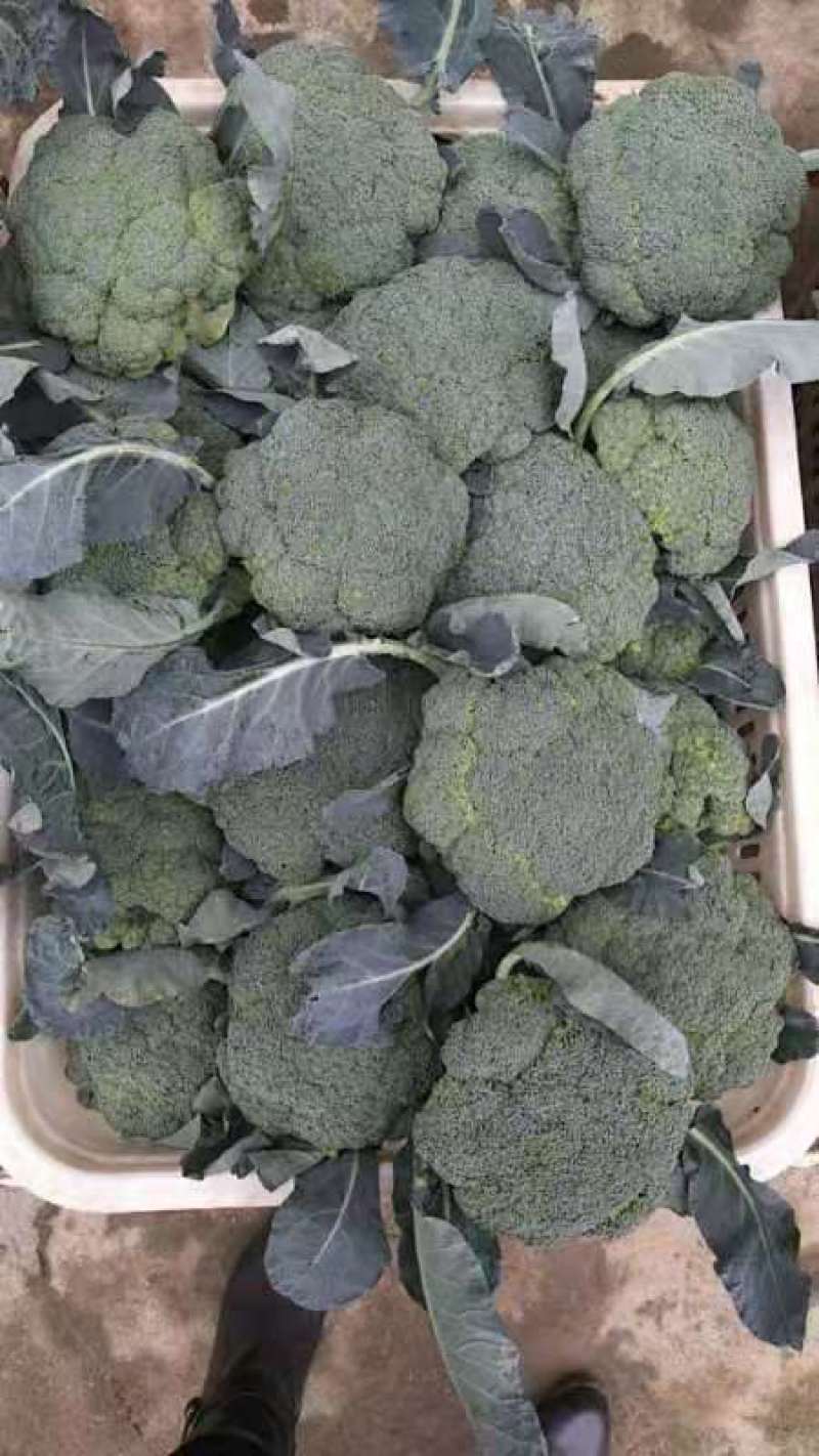 精品甘蓝大量上市中，现要现摘，质量好，各种包装自适