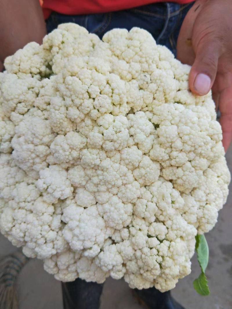 精品甘蓝大量上市中，现要现摘，质量好，各种包装自适