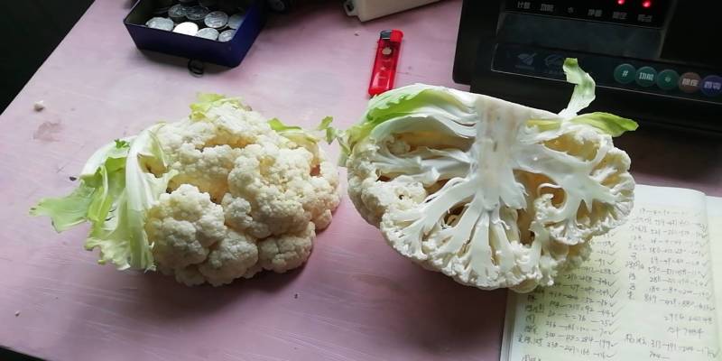 精品甘蓝大量上市中，现要现摘，质量好，各种包装自适