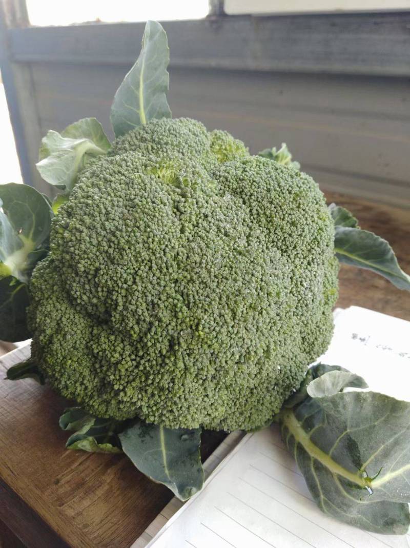 精品甘蓝大量上市中，现要现摘，质量好，各种包装自适