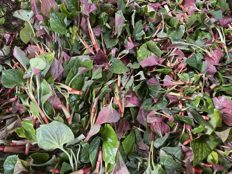 现摘现发应季新鲜鱼腥草大棚种植一手货源折耳根