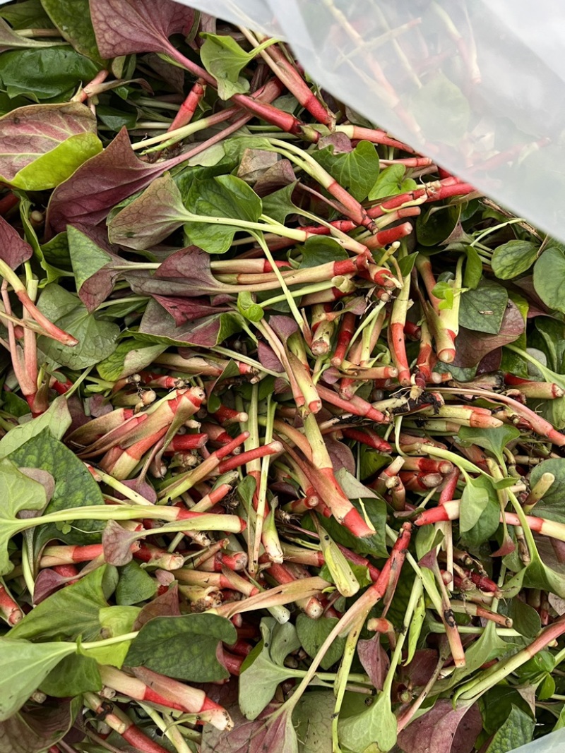 现摘现发应季新鲜鱼腥草大棚种植一手货源折耳根