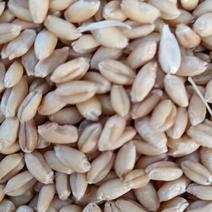2023年新小麦软质冬小麦白麦价格便宜欢迎咨询采购