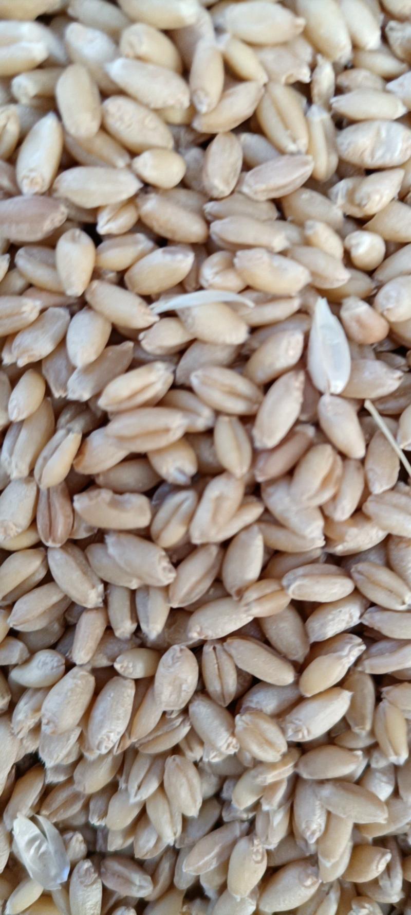 2023年新小麦软质冬小麦白麦价格便宜欢迎咨询采购