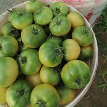 铁皮西红柿苗带绿肩草莓番茄苗120-200克采摘