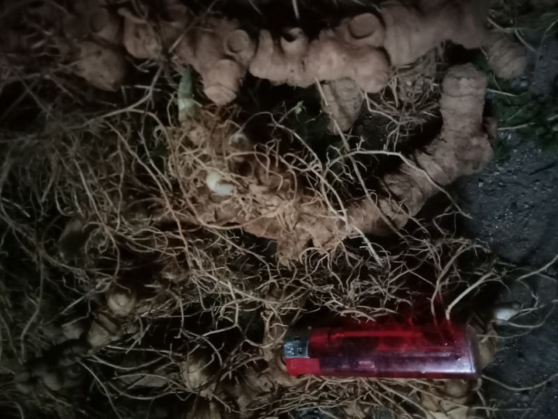 野生黄精新鲜货，纯野生的，含量高是药食两用的理想补品
