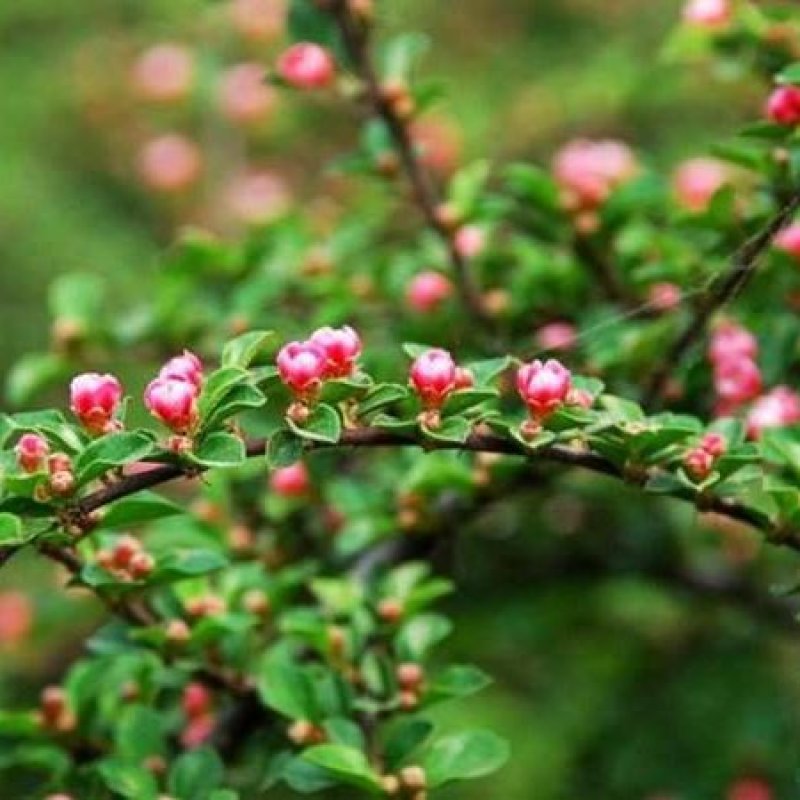 平枝旬子苗