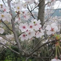 日本晚早樱