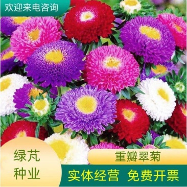 翠菊种子庭院花海打造夏秋开花易活籽鲜花盆栽花草种孑耐旱花