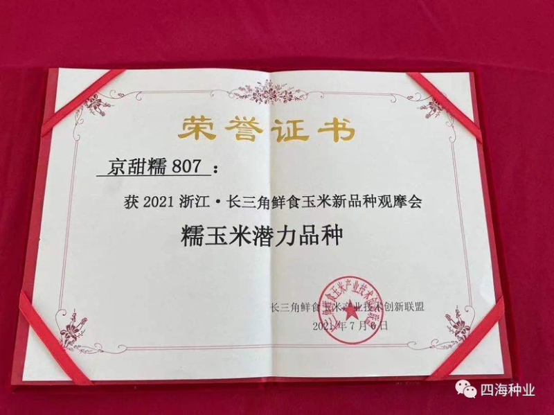 【国审】京甜糯807甜加糯玉米种子早熟包叶绿不返生