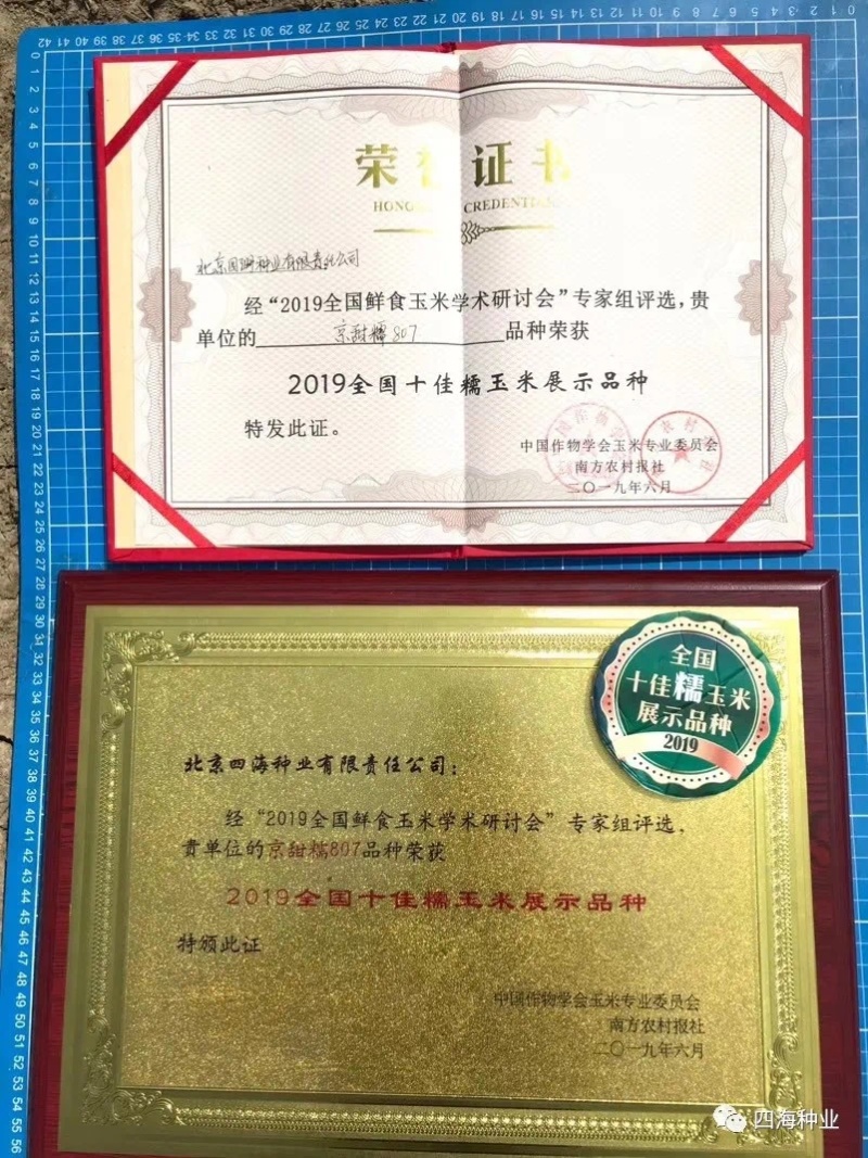 【国审】京甜糯807甜加糯玉米种子早熟包叶绿不返生