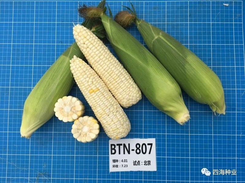 【国审】京甜糯807甜加糯玉米种子早熟包叶绿不返生