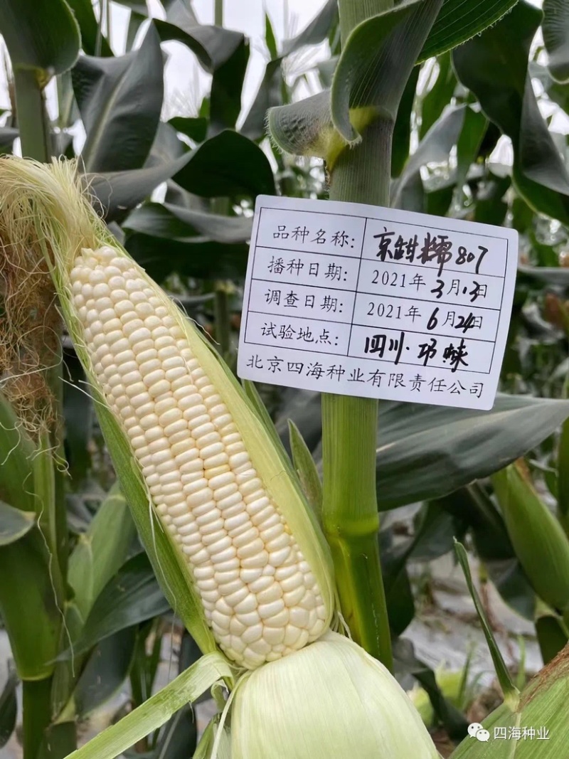 【国审】京甜糯807甜加糯玉米种子早熟包叶绿不返生