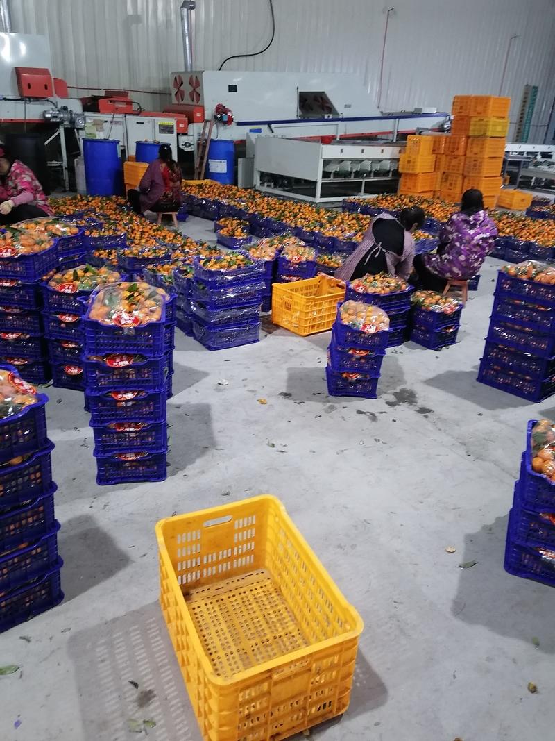 广西桂林八月桔皮薄多汁，对接商超电商社团市场等