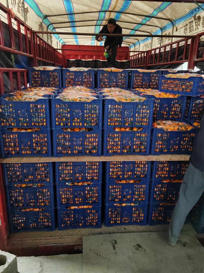 广西桂林八月桔皮薄多汁，对接商超电商社团市场等