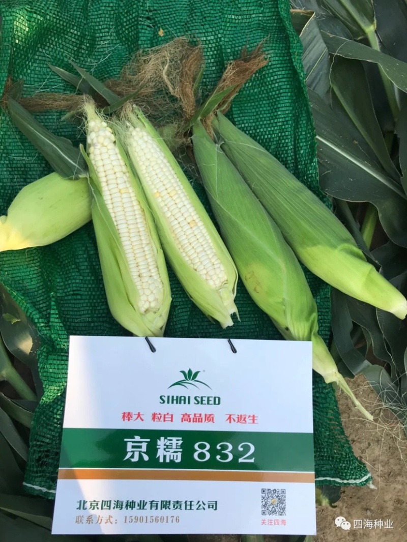 【国审】京糯832糯玉米种子大棒型穗型好看耐热
