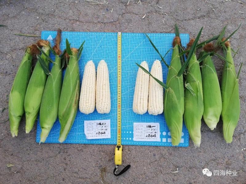 【国审】京糯832糯玉米种子大棒型穗型好看耐热