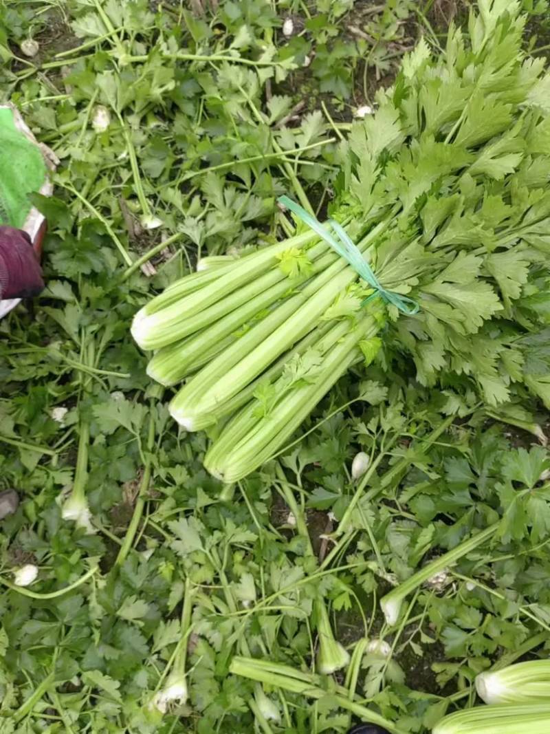 芹菜精品西芹上市中，60公分左右。量大优惠品质保障