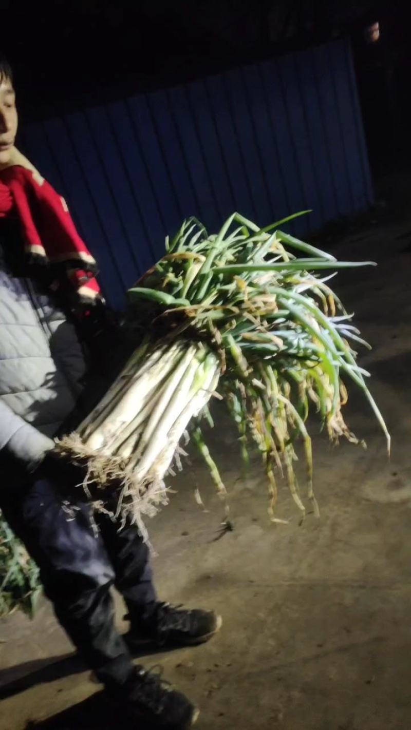 大葱黄葱地头现挖，白子长葱杆笔直保质保量长期供货现要现挖
