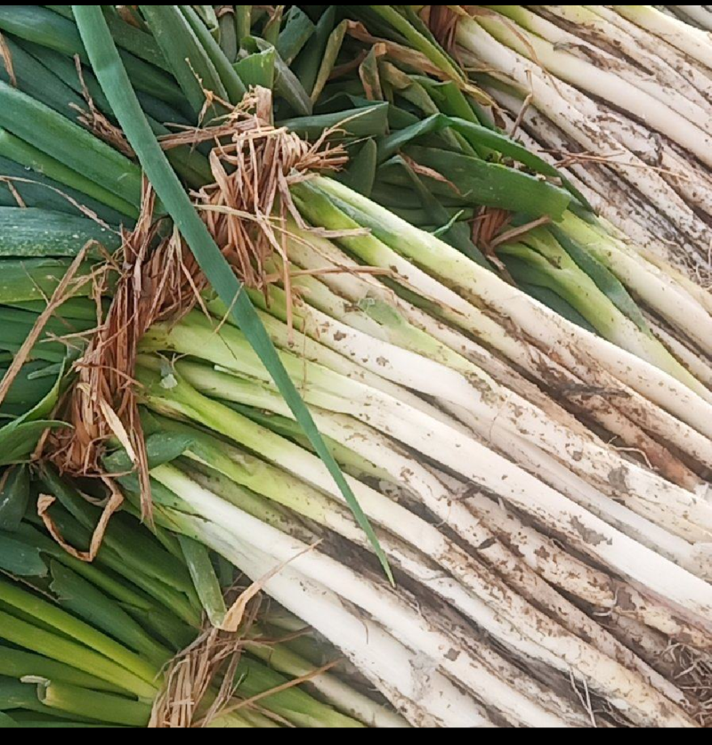 大葱黄葱地头现挖，白子长葱杆笔直保质保量长期供货现要现挖