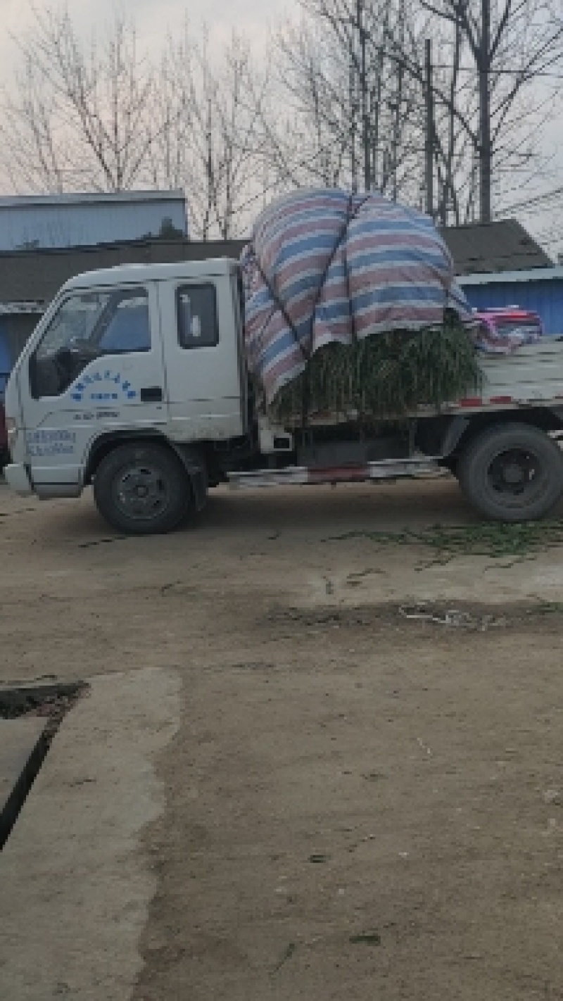大葱黄葱地头现挖，白子长葱杆笔直保质保量长期供货现要现挖