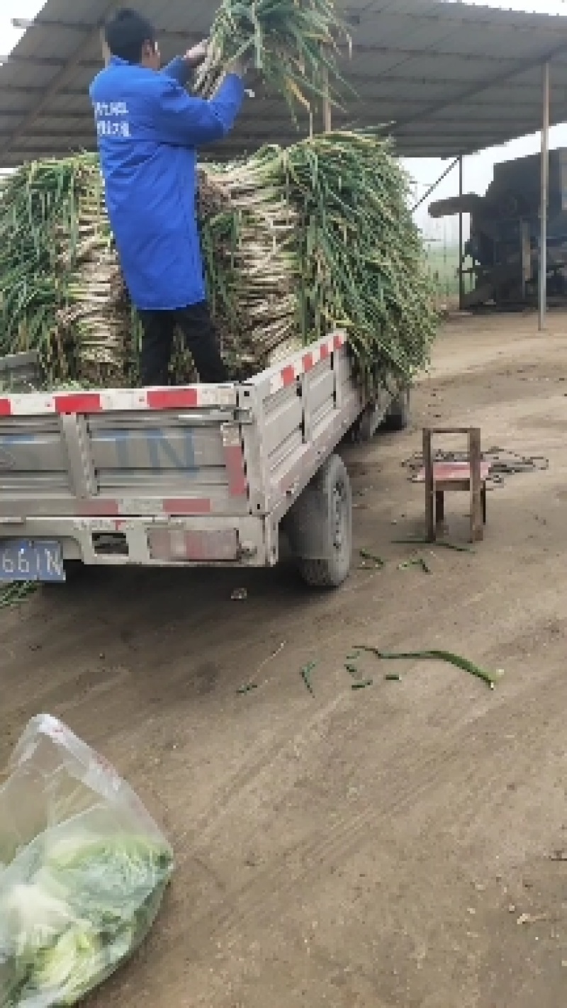 大葱黄葱地头现挖，白子长葱杆笔直保质保量长期供货现要现挖