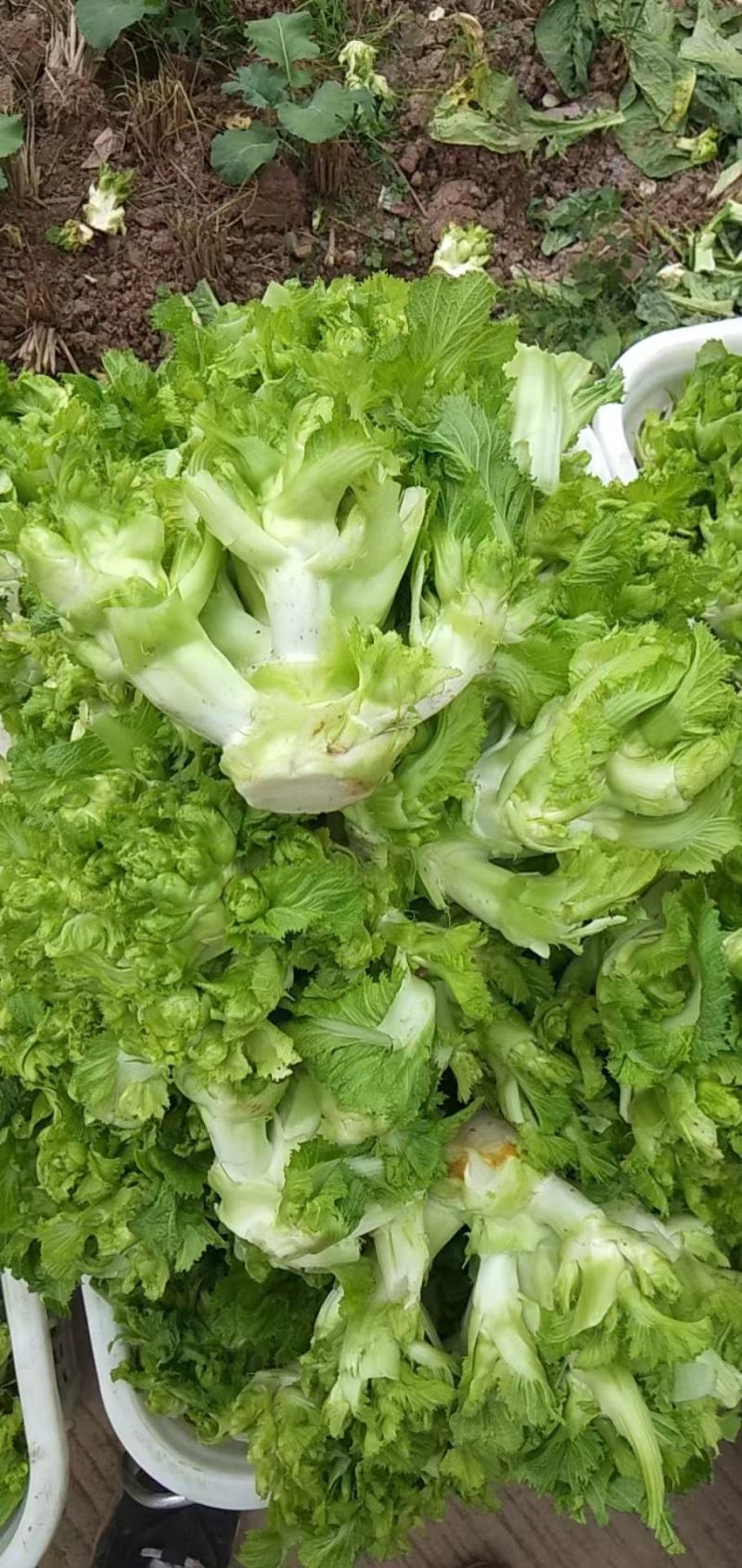 四川儿菜成都儿菜大量上市全国能发按需分拣打包运输方便净菜毛菜