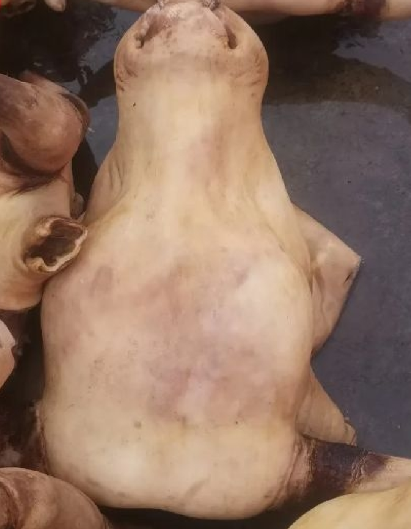 批发牛付产品