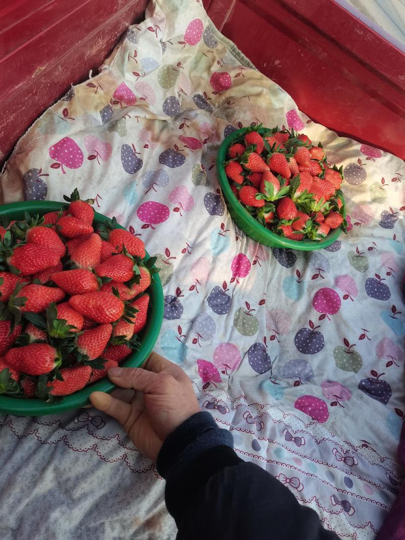 甜宝草莓大量上市了，产地直供欢迎老板们长期合作，