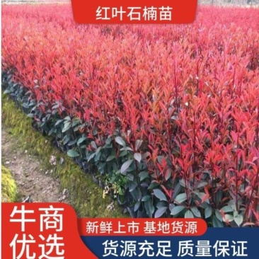 红叶石楠小杯大杯地栽苗品质保证基地直供