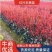 红叶石楠小杯大杯地栽苗品质保证基地直供