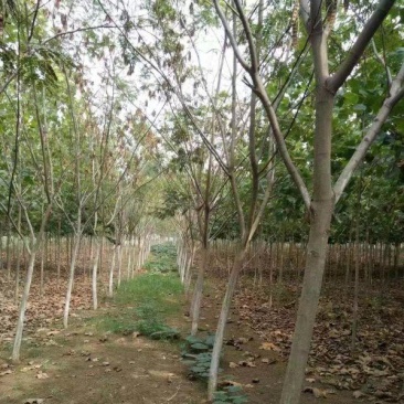 合欢树