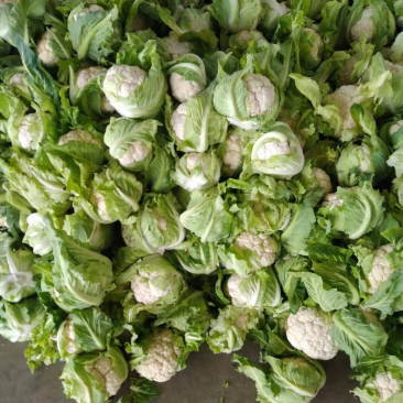 【热卖】花菜松花紧花全国直发菜价实时更新对接商超