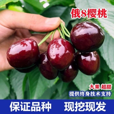 俄罗斯八号樱桃苗美早黑珍珠砧木嫁接全国包邮