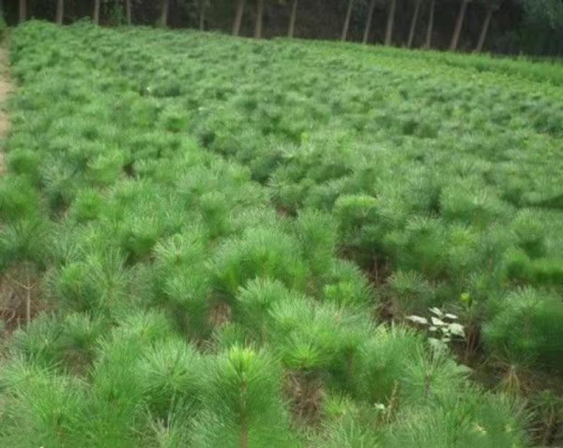 黑松苗